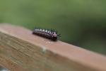 images/recent-photos/Variegated-Fritillary-Caterpillar-[IMG_2574].jpg